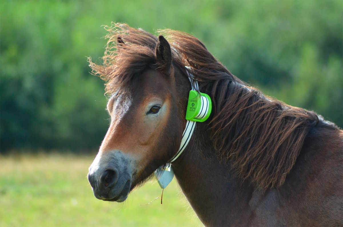Localizzatore GPS Equini