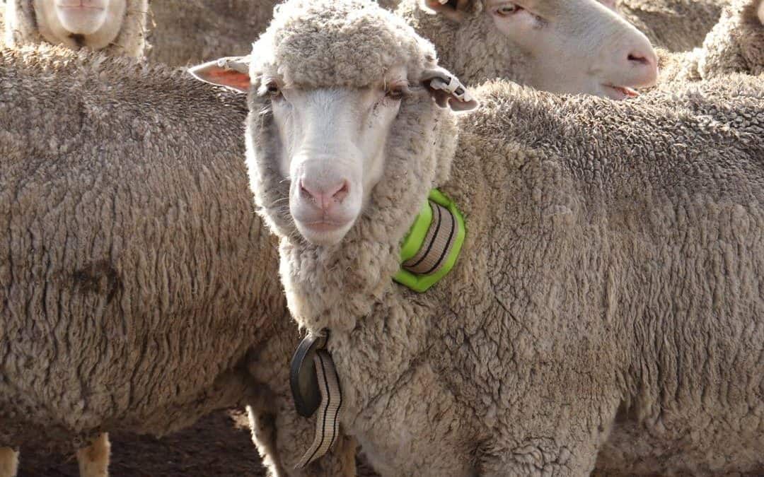 Localizzatore GPS Ovini